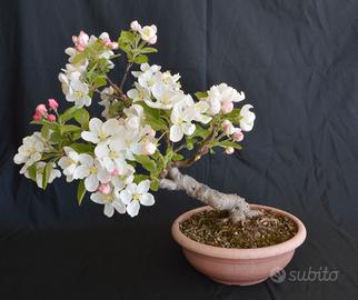 BONSAI DI MELO SHOHIN MALUS CERASIFERA