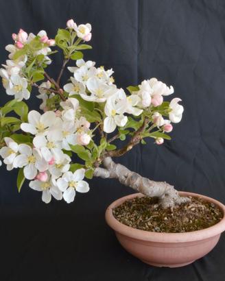 BONSAI DI MELO SHOHIN MALUS CERASIFERA