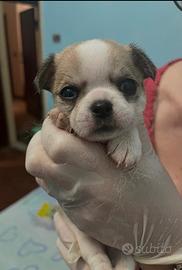 Cuccioli chihuahua