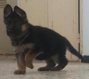 Cuccioli di pastore tedesco