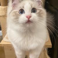 Cucciola ragdoll