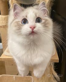 Cucciola ragdoll