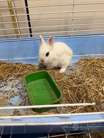 Coniglio testa di leone