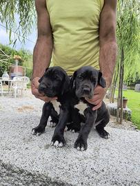 Alano cuccioli
