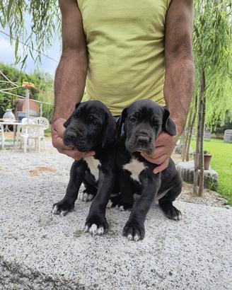 Alano cuccioli