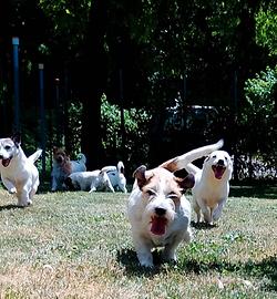 Jack Russell