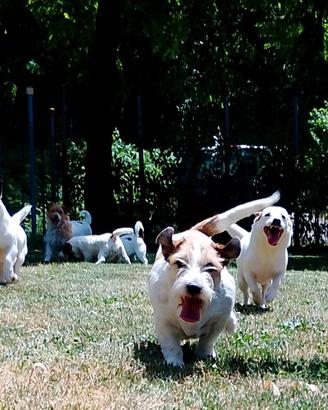 Jack Russell