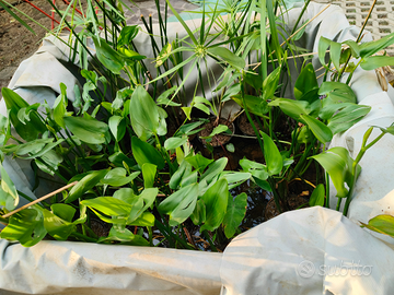 Piante per laghetto e pond