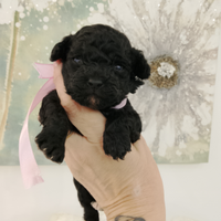 Cucciole di barboncino Toy nere