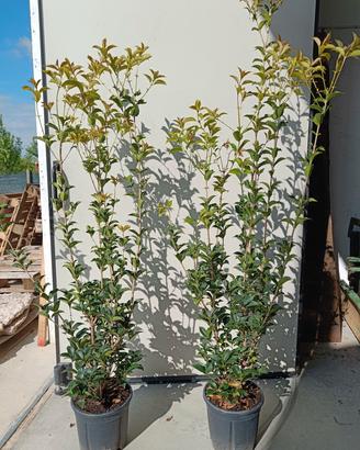 piante osmanthus 