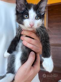 tenero gattino