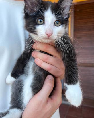 tenero gattino