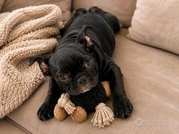 Bulldog francese cucciolo