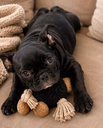 Bulldog francese cucciolo