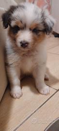 Cucciola di pastore australiano 