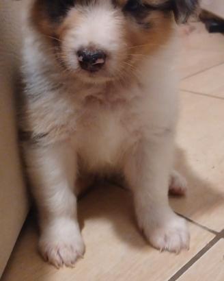 Cucciola di pastore australiano 