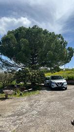 Legna albero Pino