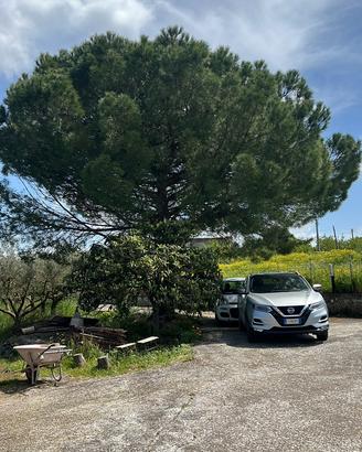 Legna albero Pino