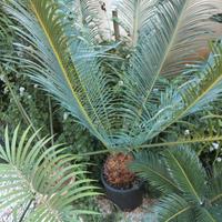 Cycas panziuaensis