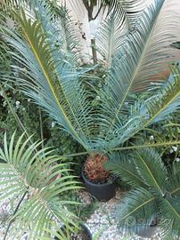 Cycas panziuaensis