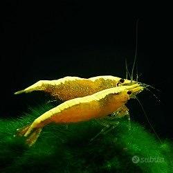 Neocaridine yellow