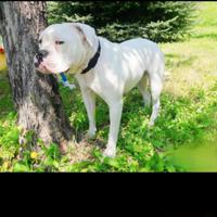 American bulldog con pedigree