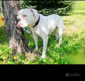 American bulldog con pedigree