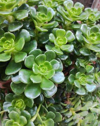pianta grassa sedum makinoi