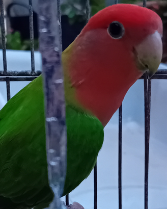 Pappagallo