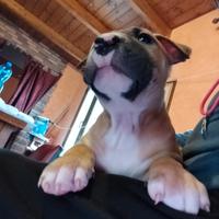 Cuccioli di 60 giorni