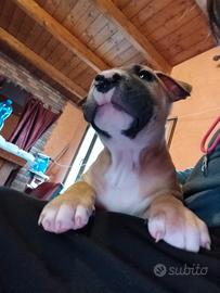 Cuccioli di 60 giorni