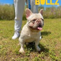 Bulldog francese esotico fluffy carrier