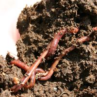 Lombrichi California Rossi 