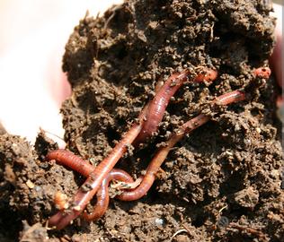 Lombrichi California Rossi 