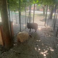 Capre tibetane e pecore