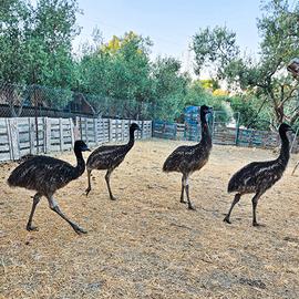 EMU 4 mesi