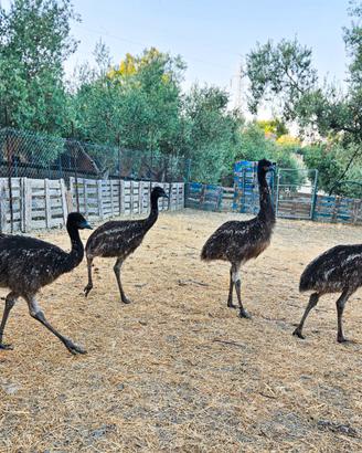 EMU 4 mesi