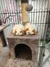 conigli-nani-ariete-mini-lop