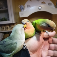 Inseparabili