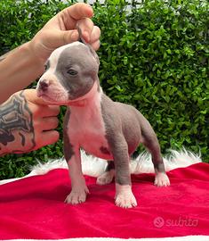 American Pitbull Terrier