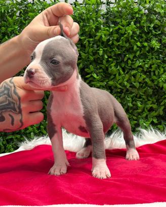 American Pitbull Terrier