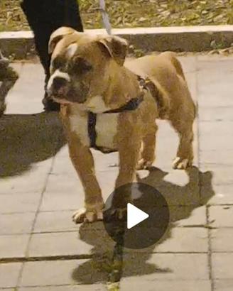 American bully