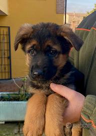 Cucciolo pastore tedesco