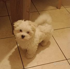 Maltese