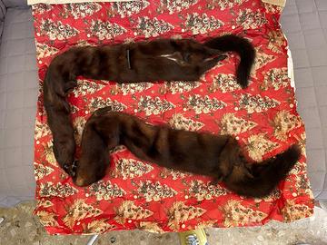 2 bestie intere visone maschio