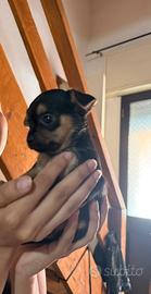 Cagnolini di piccola taglia