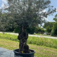 OLIVO SECOLARE