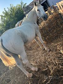 Appaloosa