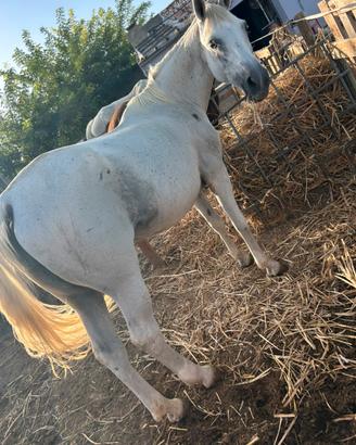 Appaloosa