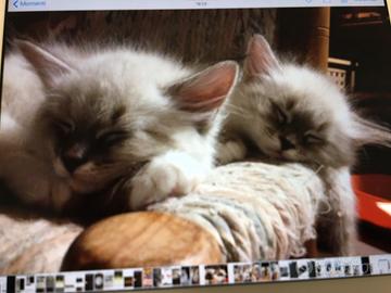 Cuccioli gatto razza Siberiana